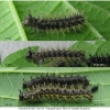 aras levana larva4 volg